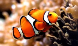 美人鱼7月爆料了吗视频,神秘剧情与演员阵容大揭秘